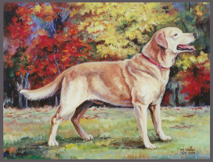 golden retriever