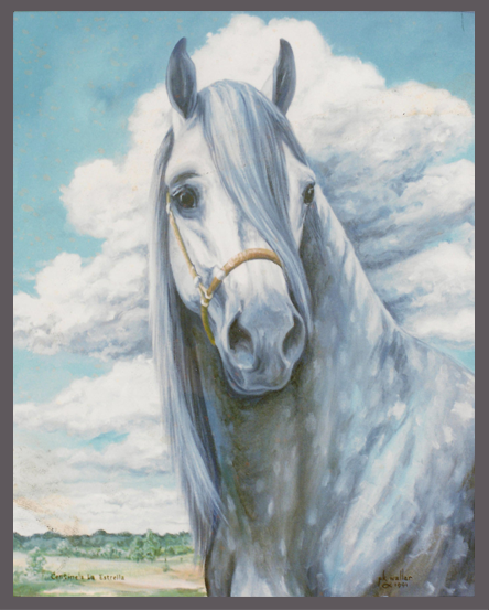 paso fino portrait